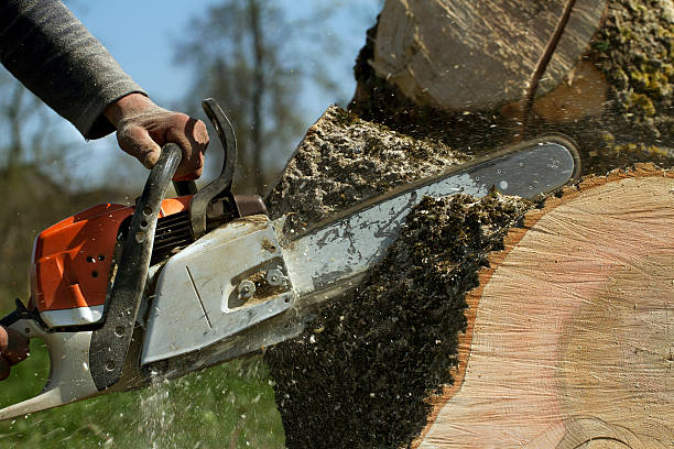 How Our Tree Care Process Works  in  Taylor Mill, KY